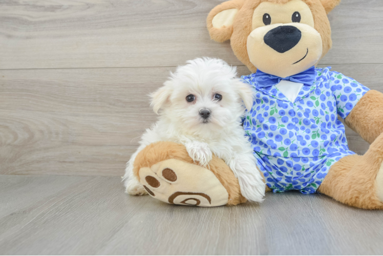 Maltese Pup Being Cute