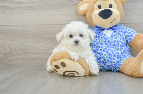 Maltese Pup Being Cute