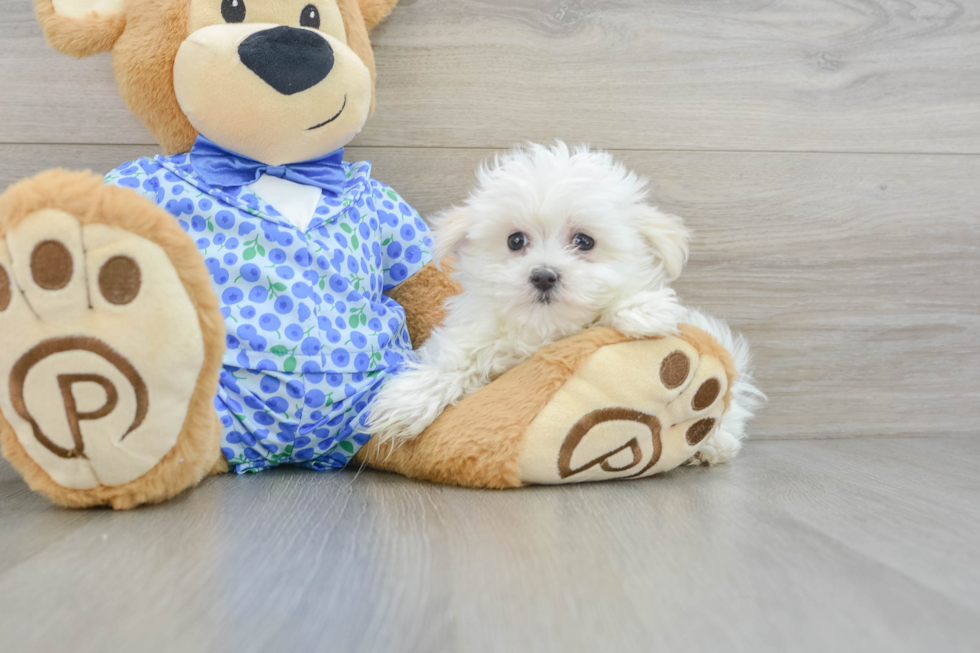 Energetic Maltese Purebred Puppy