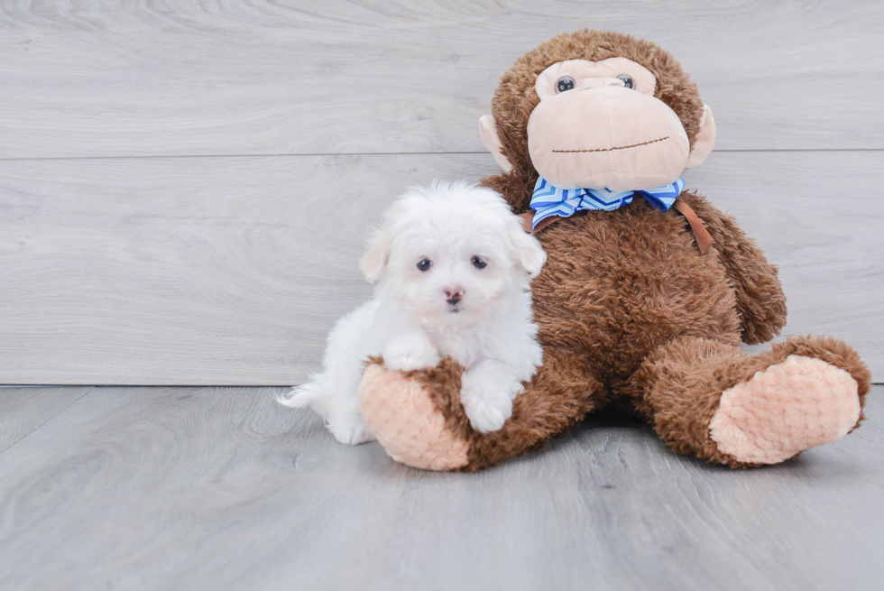 Sweet Maltese Purebred Puppy