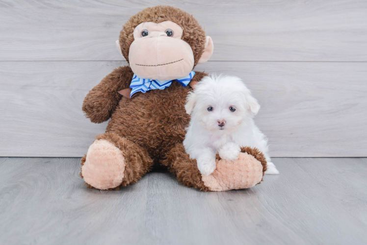 Sweet Maltese Purebred Puppy