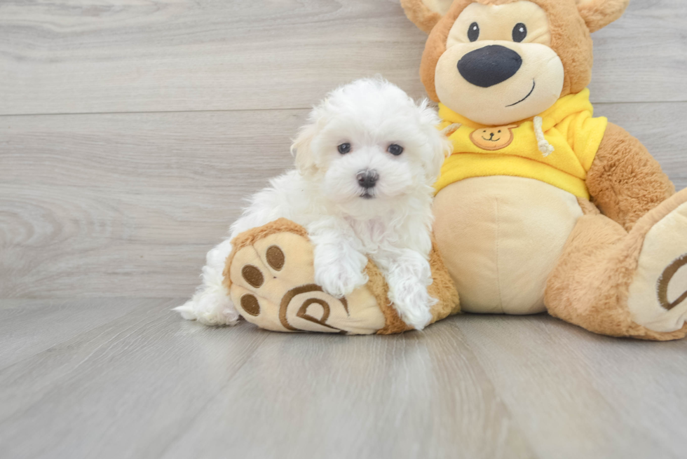 Maltese Pup Being Cute