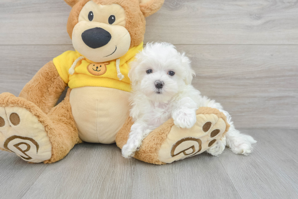 Maltese Puppy for Adoption