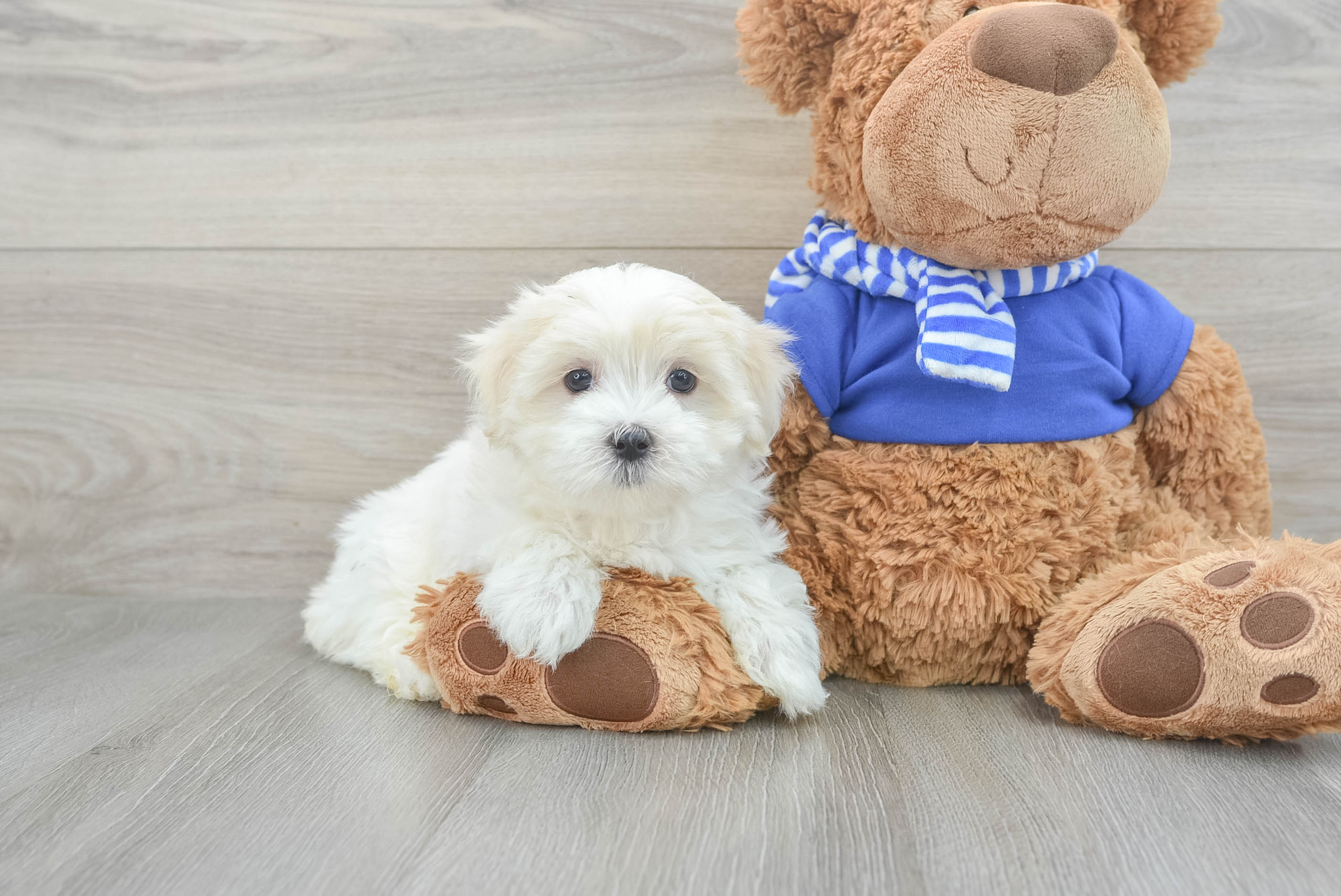 Maltese Puppy for Adoption