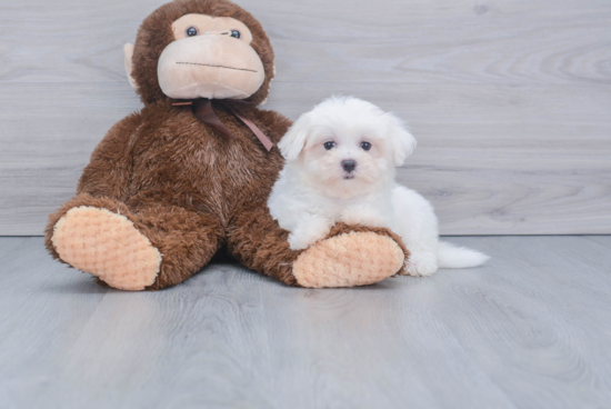 Fluffy Maltese Purebred Puppy