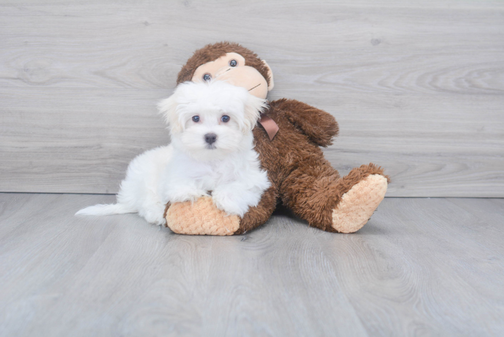 Maltese Puppy for Adoption