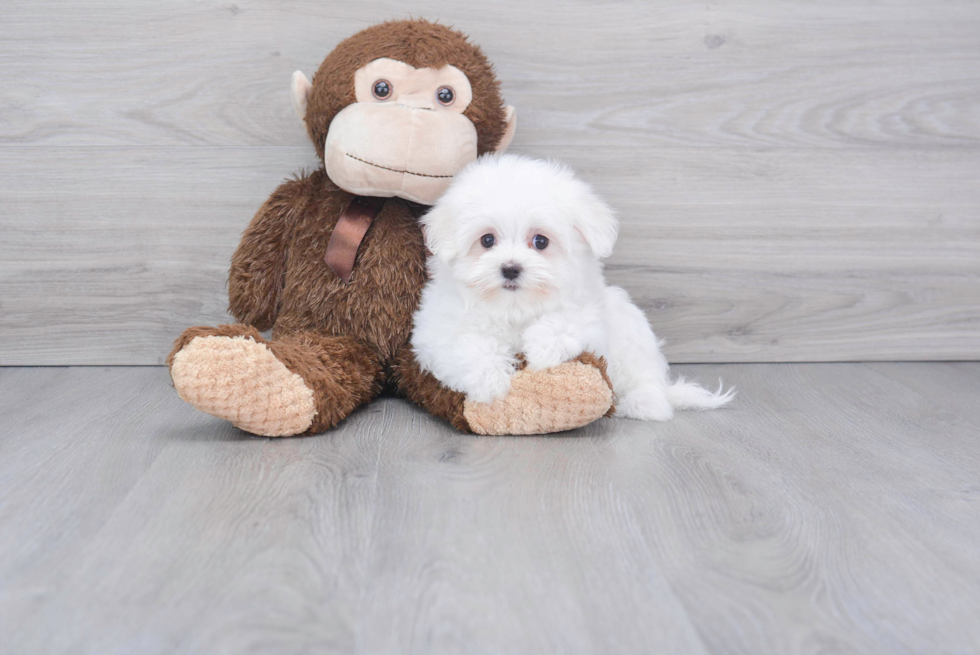 Maltese Pup Being Cute