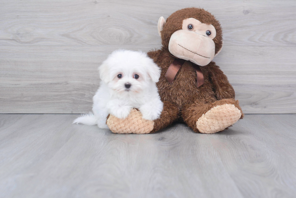 Small Maltese Baby