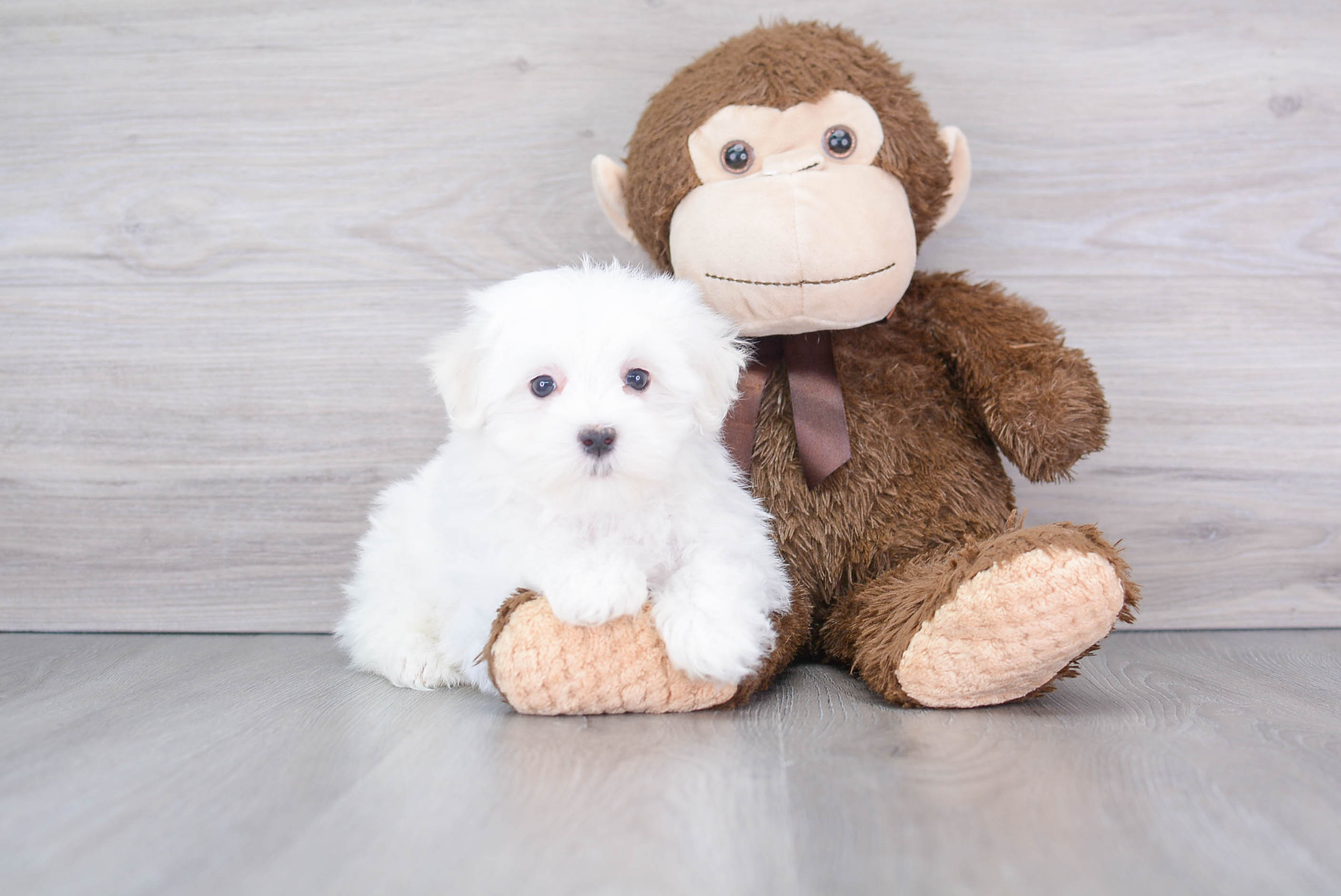 Maltese Puppy for Adoption