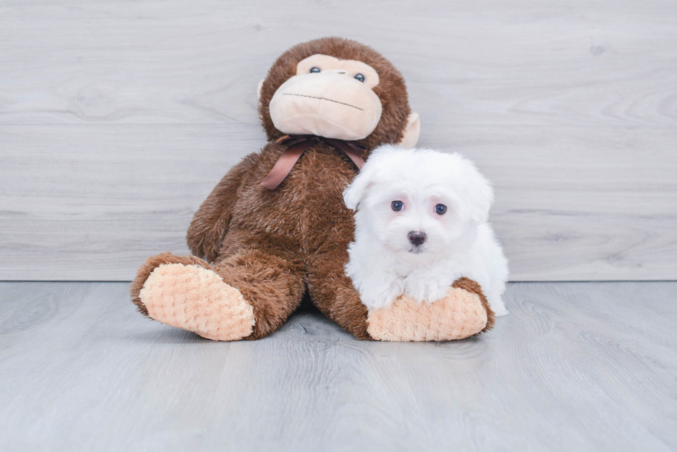 Cute Maltese Purebred Puppy