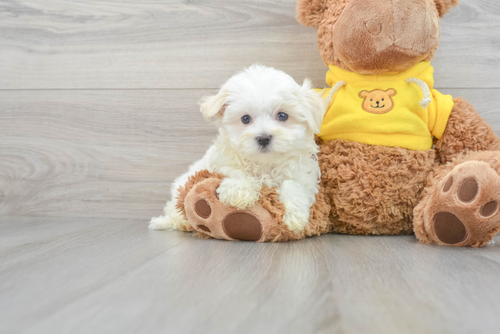 Maltese Pup Being Cute