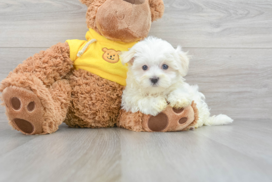 Hypoallergenic Maltese Purebred Pup