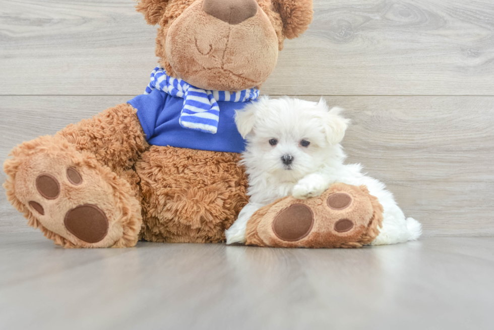 Maltese Pup Being Cute