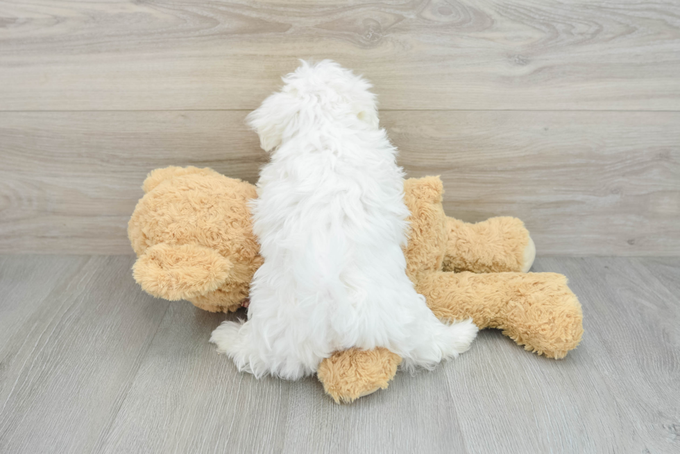 Adorable Maltese Purebred Puppy