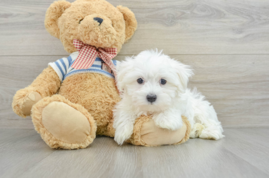 Playful Maltese Purebred Pup