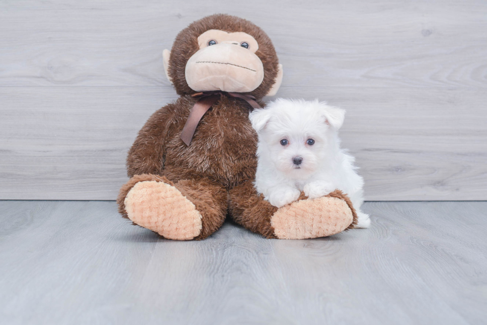 Happy Maltese Purebred Puppy