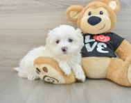 9 week old Maltese Puppy For Sale - Premier Pups