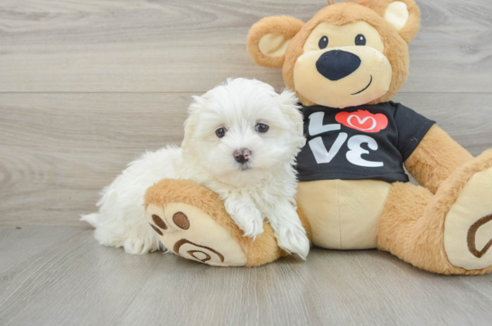 Fluffy Maltese Purebred Puppy