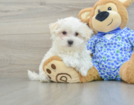 8 week old Maltese Puppy For Sale - Premier Pups