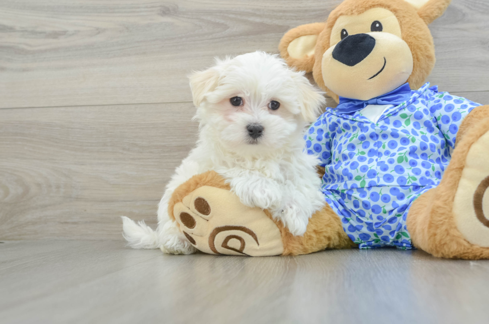 8 week old Maltese Puppy For Sale - Premier Pups