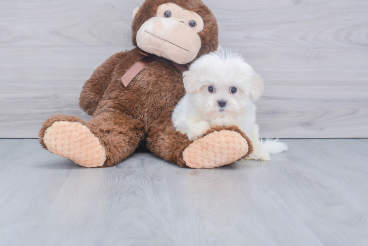 Popular Maltese Purebred Pup