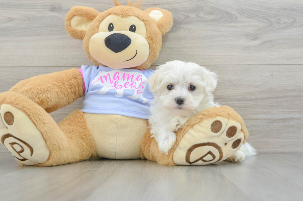 7 week old Maltese Puppy For Sale - Premier Pups