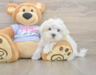 8 week old Maltese Puppy For Sale - Premier Pups