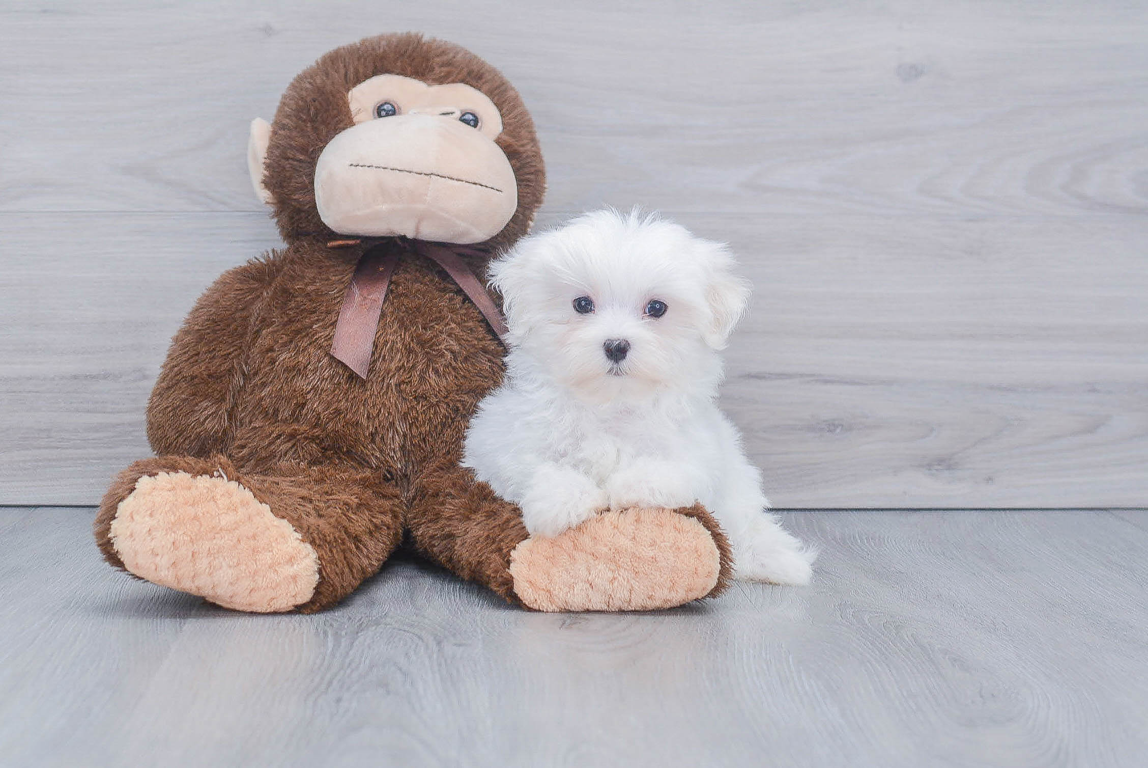 Best Maltese Baby