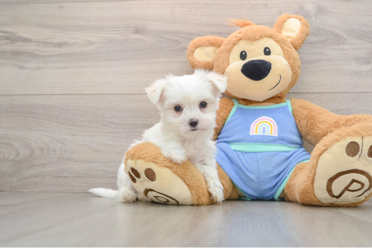 Maltese Puppy for Adoption