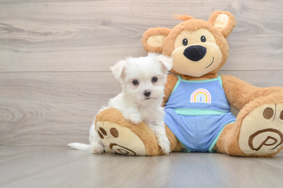 Maltese Puppy for Adoption