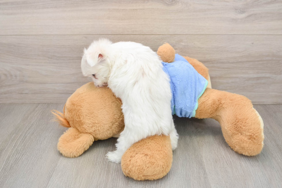 Maltese Pup Being Cute