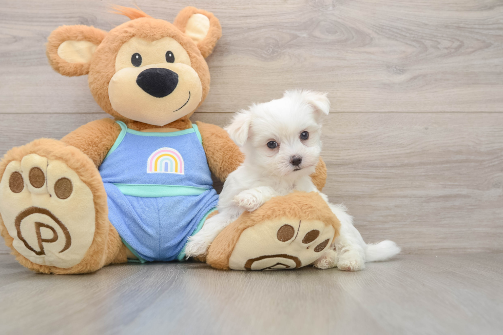 Fluffy Maltese Purebred Puppy