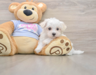 7 week old Maltese Puppy For Sale - Premier Pups