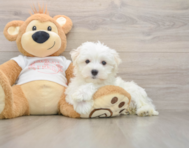 8 week old Maltese Puppy For Sale - Premier Pups