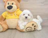 8 week old Maltese Puppy For Sale - Premier Pups