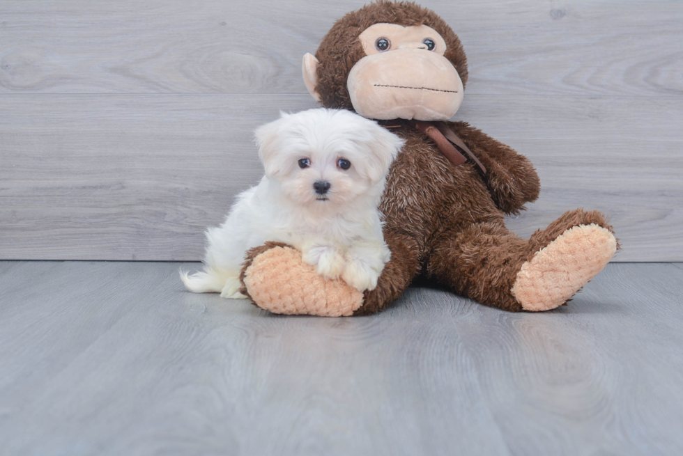 Adorable Maltese Purebred Puppy