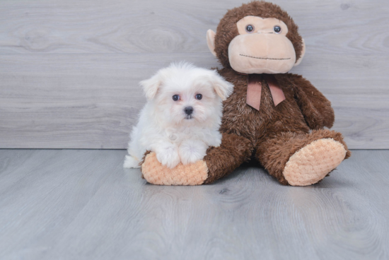 Hypoallergenic Maltese Baby