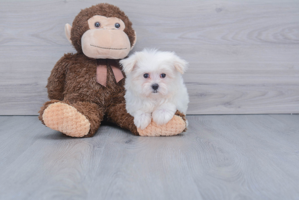 Maltese Pup Being Cute