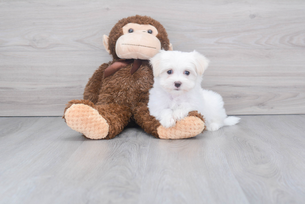 Maltese Pup Being Cute