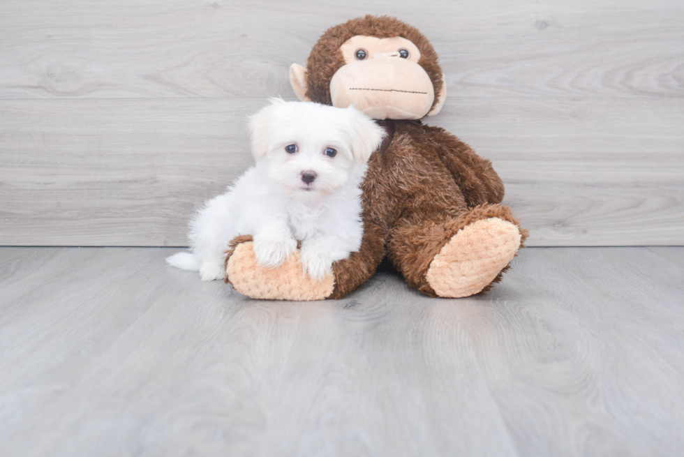 Maltese Pup Being Cute