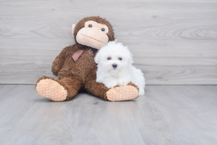 Smart Maltese Purebred Puppy