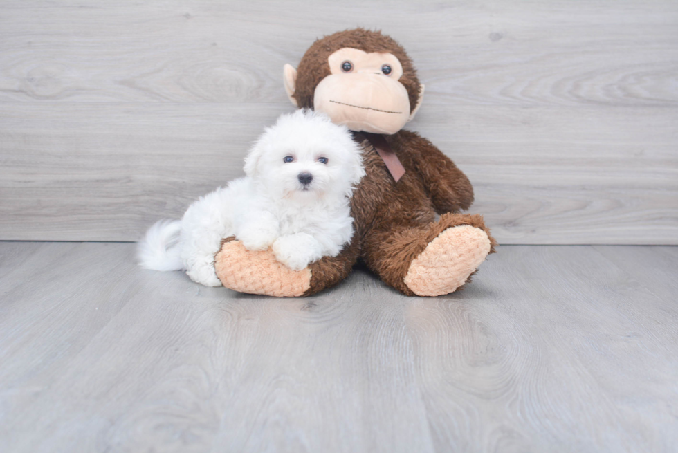 Hypoallergenic Maltese Purebred Pup