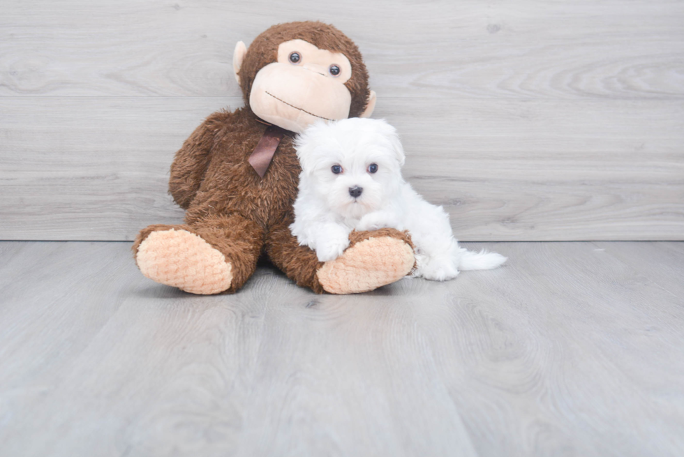 Maltese Pup Being Cute