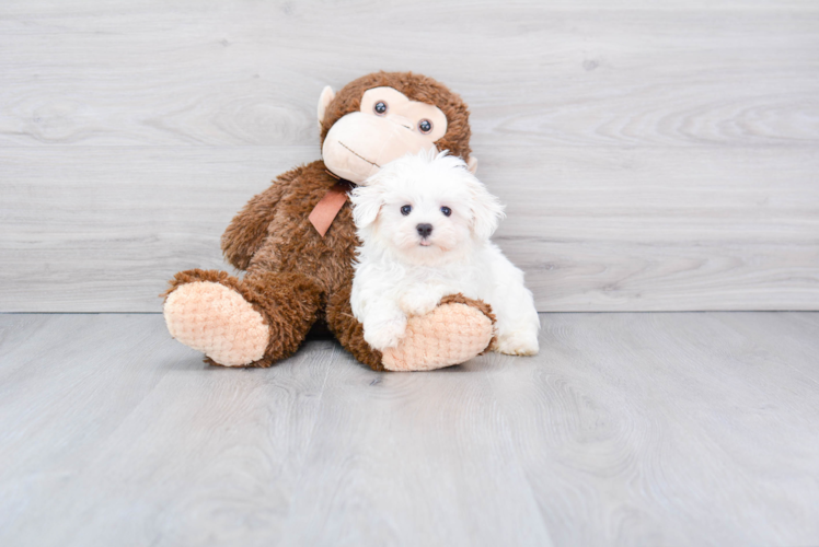 Fluffy Maltese Purebred Puppy