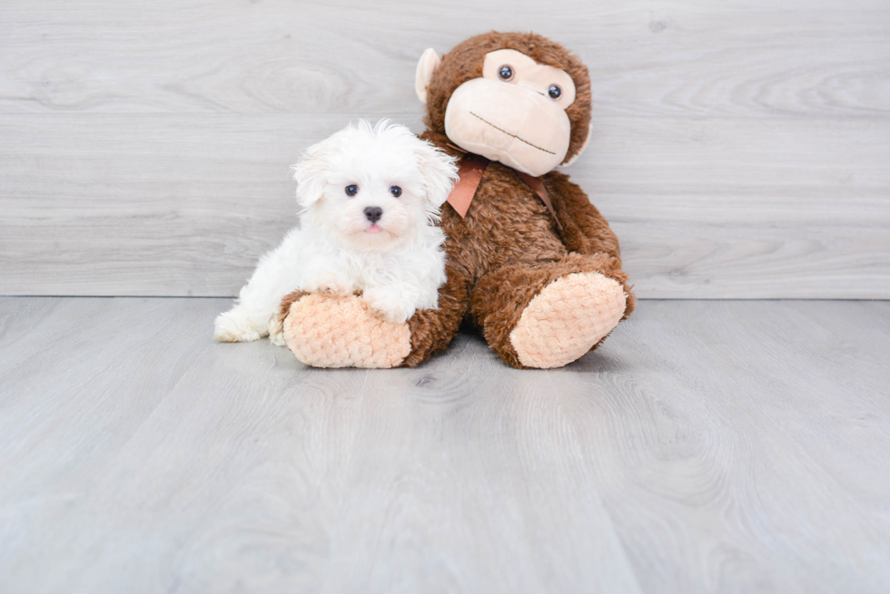 Small Maltese Purebred Pup