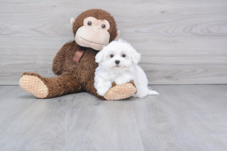 Maltese Pup Being Cute