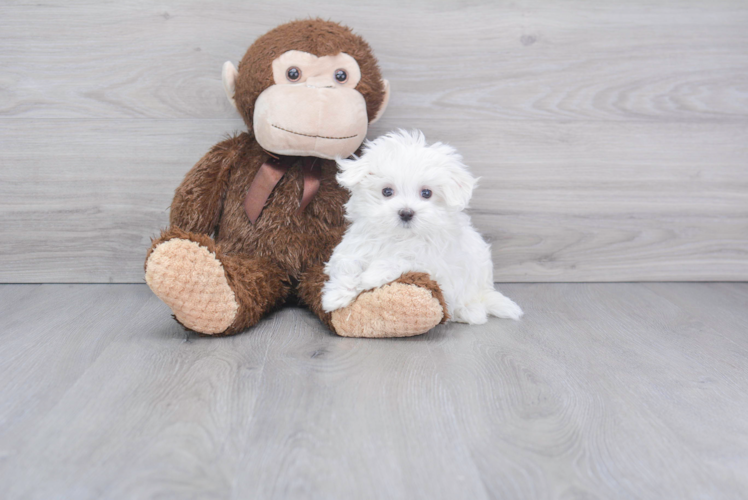 Small Maltese Purebred Pup