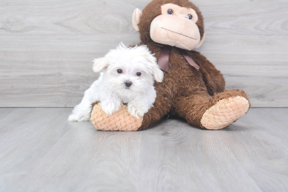 Adorable Maltese Purebred Puppy