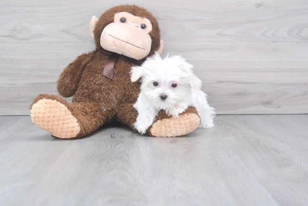 Small Maltese Purebred Pup