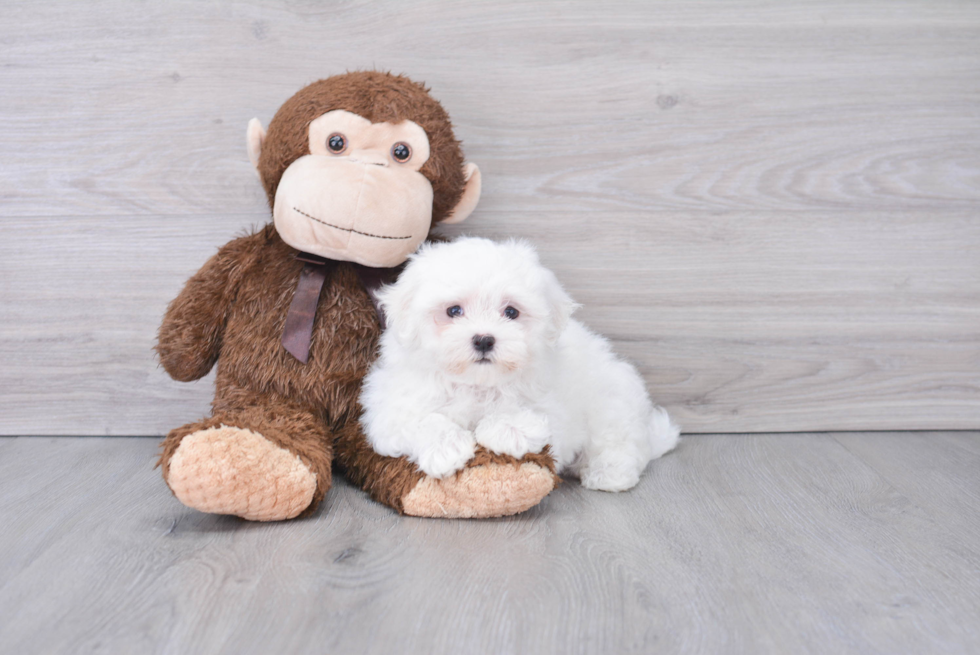 Maltese Pup Being Cute